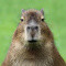 Avatar de CapybaraSerein