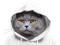 Avatar de ChatDeLaZone