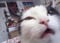 Avatar de Chatmouraille