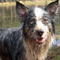 ChienPuant