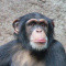 Avatar de Chimpanzay