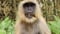 Avatar de ChimpanZob