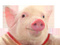 Avatar de CochonPrudent