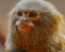 Avatar de CPT_ouistiti