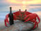 Avatar de CrabeRougeDeter