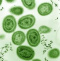 Avatar de cyanobacterie