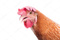 Avatar de DDBdePoulet