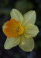 Deadly_Daffodil