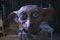Dobby17
