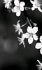 Avatar de Elizabeth_69