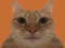 Avatar de ElProlaxor11