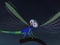 Avatar de Evinerude111