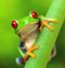 Avatar de Fiufiu