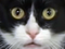 Avatar de GattaPuanticat