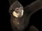Avatar de Gibbon_Moisi