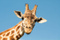 Girafonn