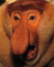 Avatar de Greyji