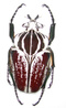 Avatar de Insecta