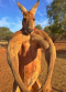 Avatar de kangoumarlou
