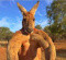 Avatar de kangourouroux