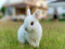 Avatar de lapin___-gentil