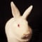 Avatar de lapin_athee
