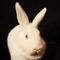 Avatar de Lapin_athee