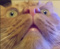 Avatar de Laqueudure