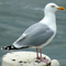 Avatar de leratdesairs