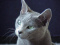 louison222