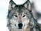 Loup-0Euro
