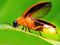 Avatar de LucioleJaune