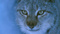 LynxApaise