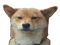 Avatar de mama-de-doggos