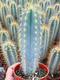 Avatar de MielDeCactus