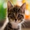Avatar de Minet2op