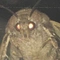 Avatar de Mothman-
