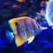 Avatar de Ooupihop