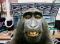 Avatar de OrangOutan420