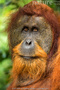 Avatar de Orangutan