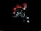 Avatar de Palpatine2[JV]