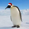 Avatar de pingouinkiwi