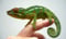Avatar de Pognondingue
