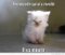 Psychokat