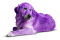 Avatar de purple-dog
