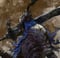 Avatar de Raiko_