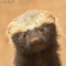 Avatar de RatelGENTIL