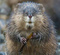 RatMusqueRageur