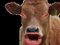 Avatar de risitas4ever4