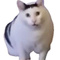 Avatar de RoidesChats17